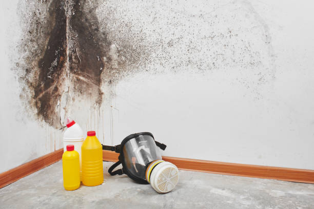 Best Kitchen Mold Remediation in North Aurora, IL