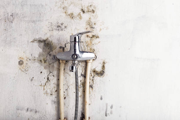 Best DIY Mold Remediation Support Services in North Aurora, IL