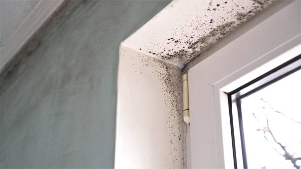 Best HVAC Mold Remediation in North Aurora, IL
