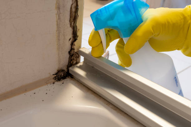 Best Residential Mold Remediation in North Aurora, IL
