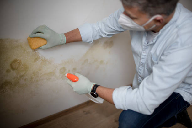 Best HVAC Mold Remediation in North Aurora, IL