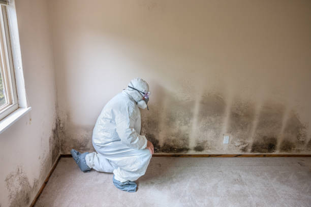 Best Health and Safety Mold Remediation in North Aurora, IL