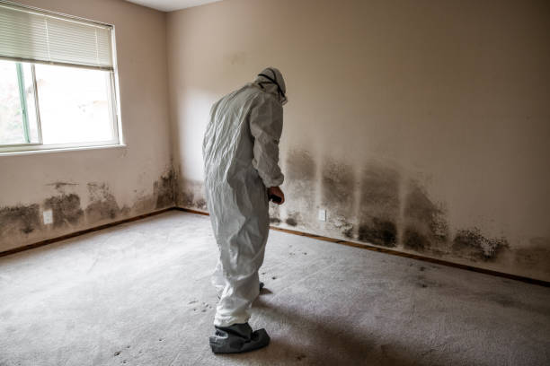 Best Mold Testing and Inspection Services in North Aurora, IL