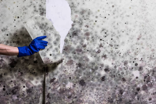 Best Mold Remediation for Specific Building Types in North Aurora, IL